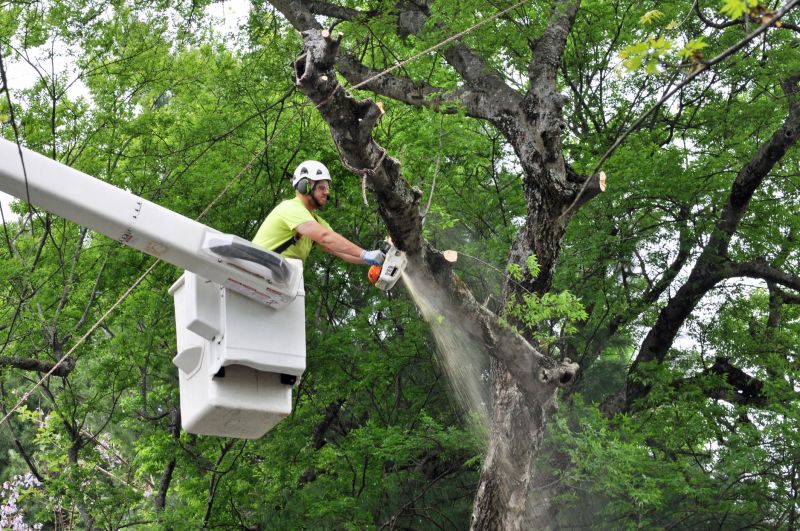 Tree Removal Operation