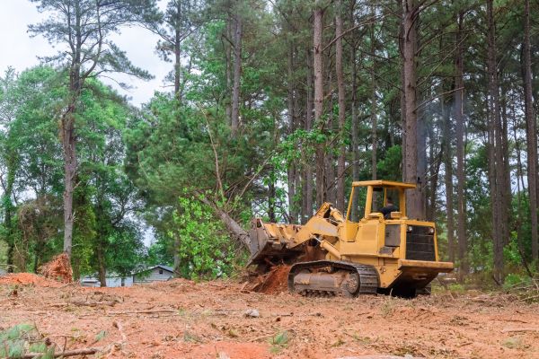 Trees Clearing in Fairfield