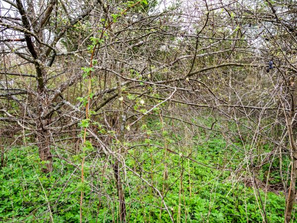 Underbrush Clearing in Fairfield