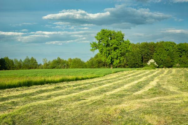Cost of Vegetation Removal in Fairfield