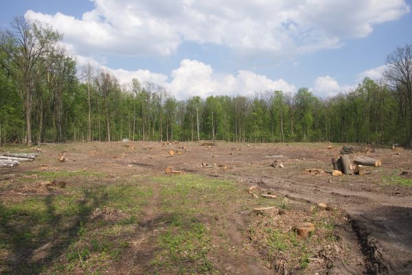 Cost of Pasture Clearing in Fairfield