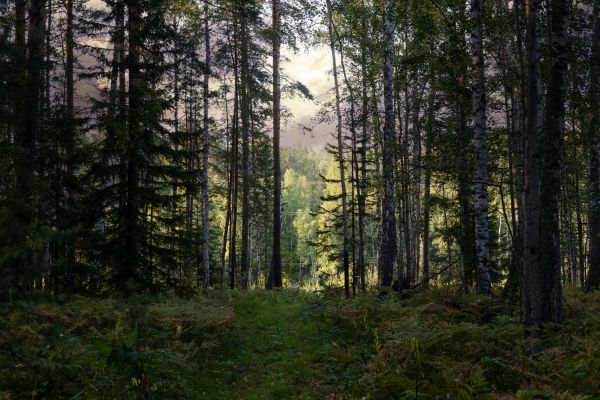 Cost of Pine Tree Clearing in Fairfield