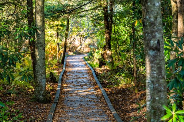Cost of Trail Clearing in Fairfield