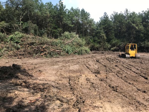 Cost of Thicket Clearing in Fairfield